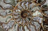 Split Fossil Ammonite Pair - Agatized #64852-2